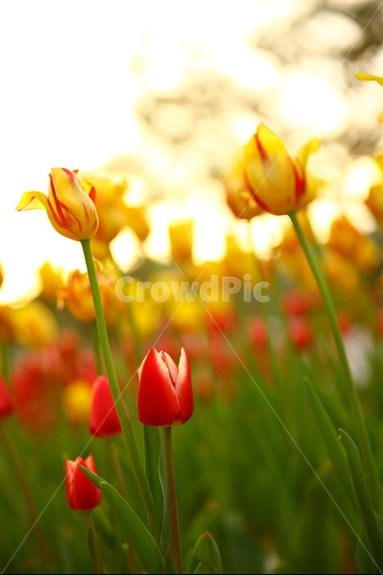 봄,꽃,튤립,노을,연지공원,햇살,꽃말,봄,계절,spring,season,식물,자연,plants,nature,꽃,flower,감성,sensible,feeling,휴식,힐링,rest,relaxation,healing,plant,blossom