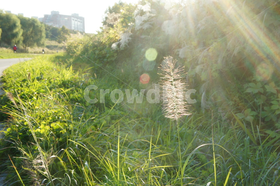 수크령,길갱이,풀,들풀,식물,식물,자연,plants,nature