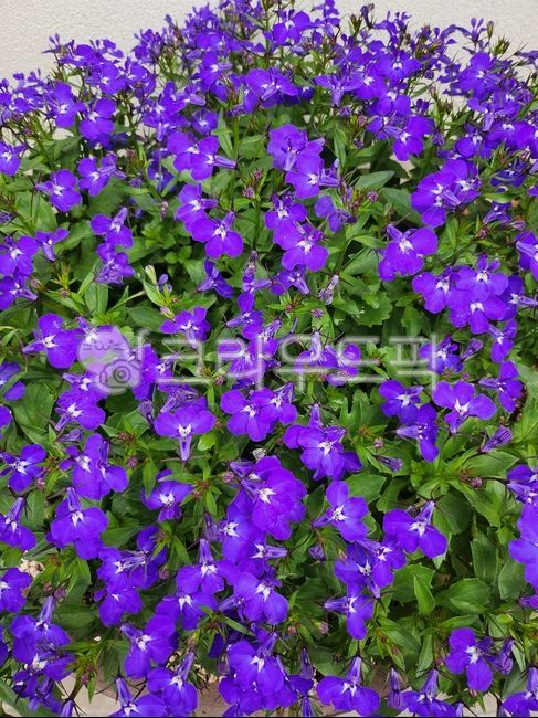 spring flowers,lobelia,purple flower,wildflowers,purple,perennial plant,summer flowers,flower