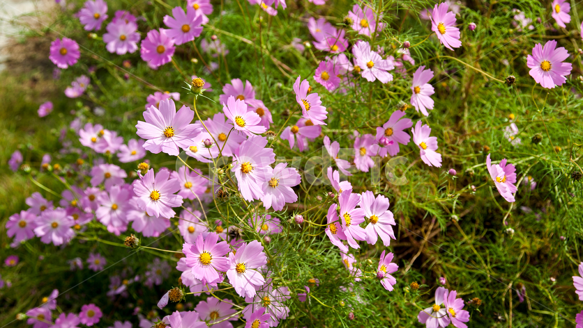flower,geranium,꽃,코스모스,식물,여름,가을,식물,자연,plants,nature,꽃,flower