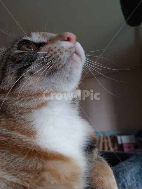 cat,애완동물,고양이,animal,동물,포유류,pet,mammal,동물,animal,포유류,mammal,고양이,cat,kitten,kitty