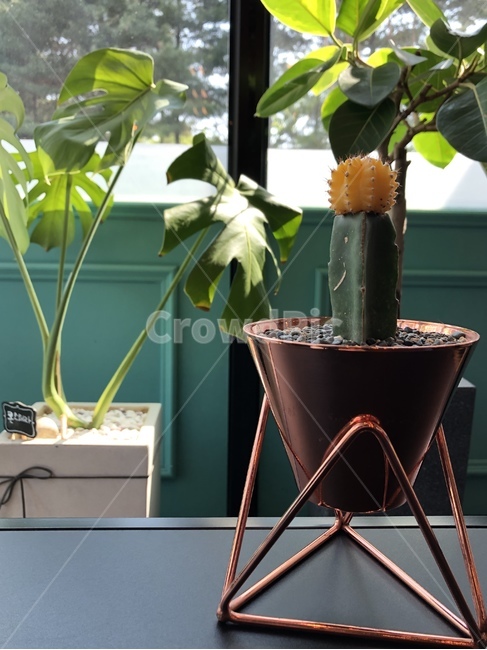 선인장,카페,화분,테이블,식물,작은카페,햇살,창가,큰잎,미니선인장,cafe,장식,햇빛,식물,자연,plants,nature