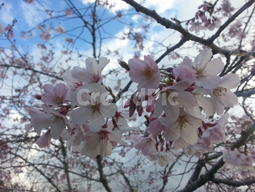 벚꽃,cherryblossom,뉴질랜드,봄,꽃,꽃망울,봄,계절,spring,season,식물,자연,plants,nature,꽃,flower,plant,blossom