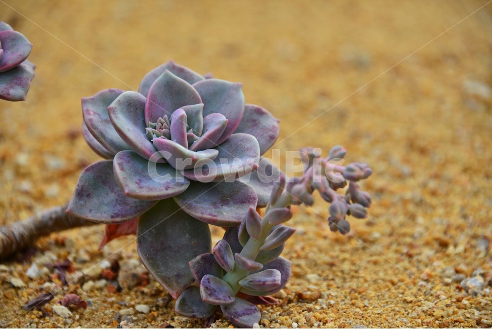 plant,식물,cactus,선인장,다육,다육식물,관상식물,관상다육,다육이,식물,자연,plants,nature