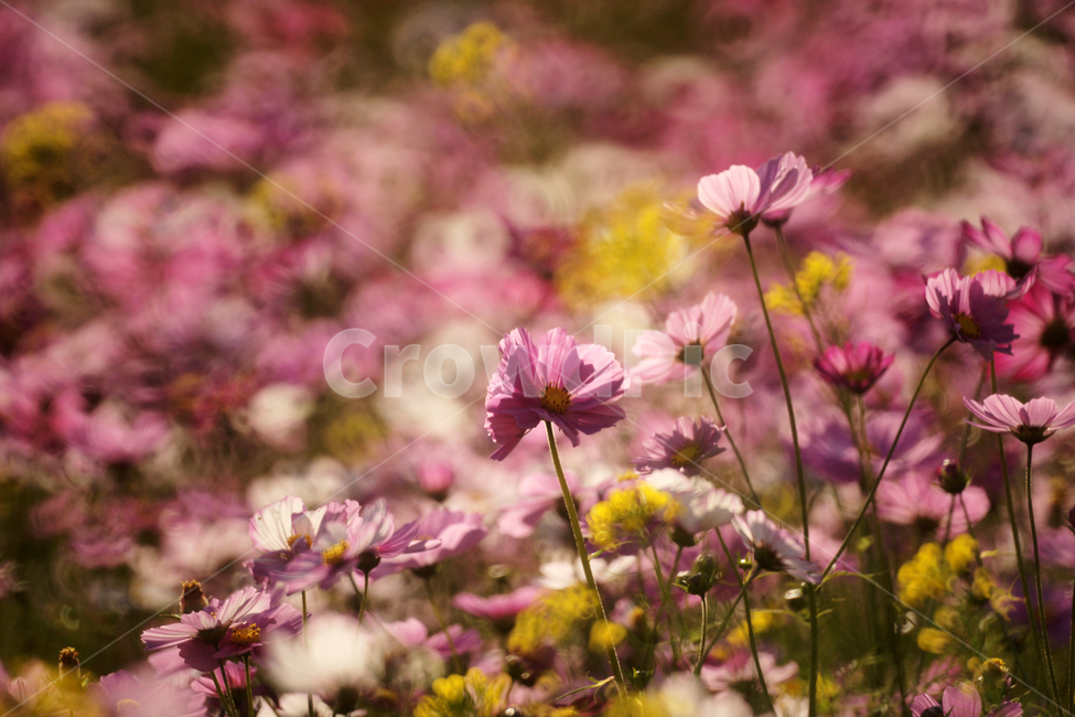 코스모스,꽃,식물,줄기,가을,자연,계절,가을,계절,fall,autumn,season,식물,자연,plants,nature,꽃,flower,plant,blossom,daisy,데이지,daisies