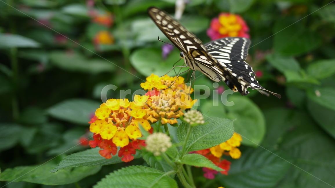 호랑나비,풀,꽃,붉은꽃,노란꽃,식물,자연,plants,nature,꽃,flower,동물,animal,곤충,벌레,insect,bug
