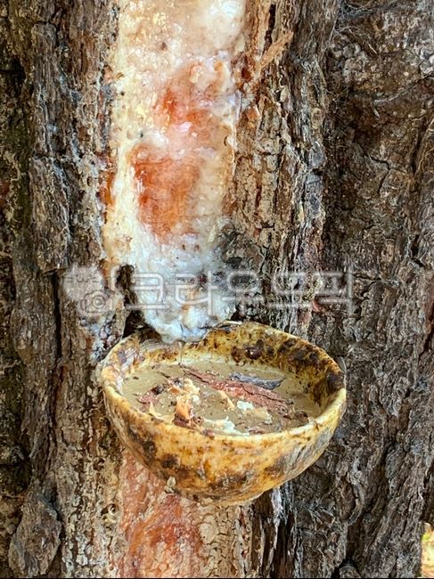 송진,송진채취,자연,tree,소나무송진