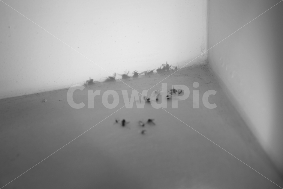 그림자,벌레,흑백,감성,사진,동물,animal,곤충,벌레,insect,bug,흑백,모노톤,monochrome,black and white