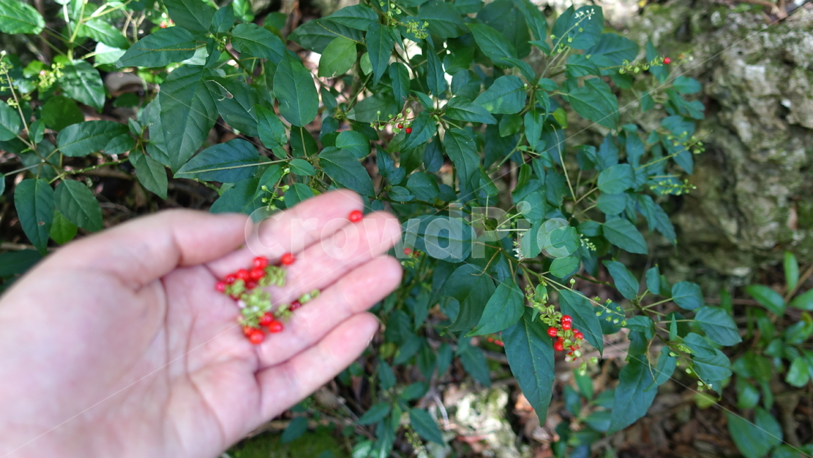 자연,nature,green,초록,plant,꽃,손바닥,열매