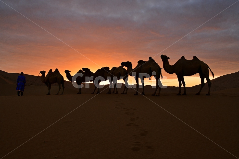 중국,바단지린사막,바단지린사막일출,여명,해돋이,person,사람,human,인간,camel,낙타,animal,동물,mammal,포유류,동물,animal,포유류,mammal