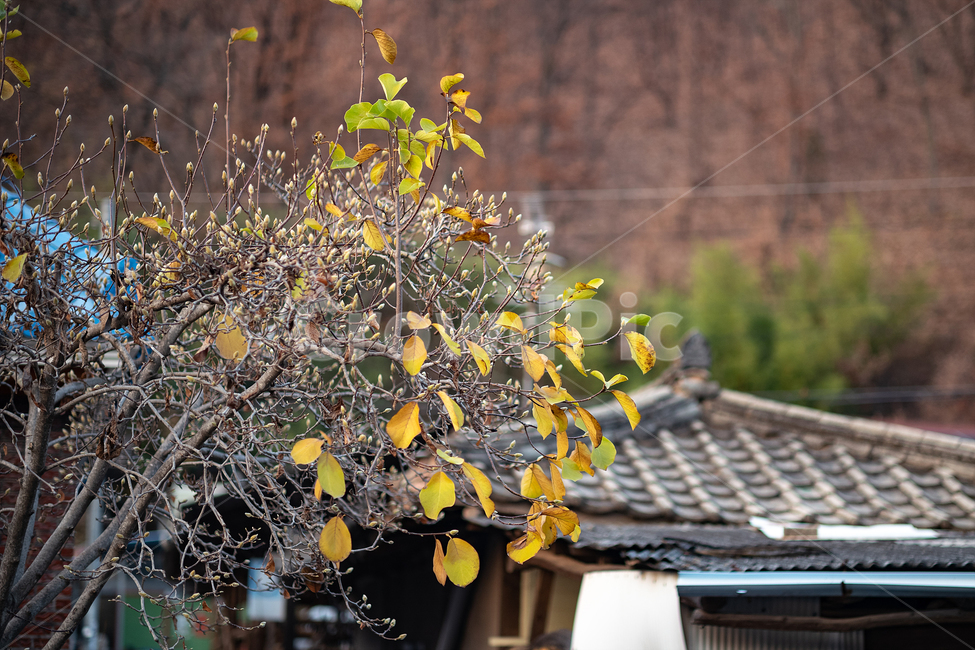 노란,늦가을,시골풍경,나무,지붕,가을,계절,fall,autumn,season,pottery,도기류,potted plant,화분,jar,항아리,vase,병 장식,plant,식물