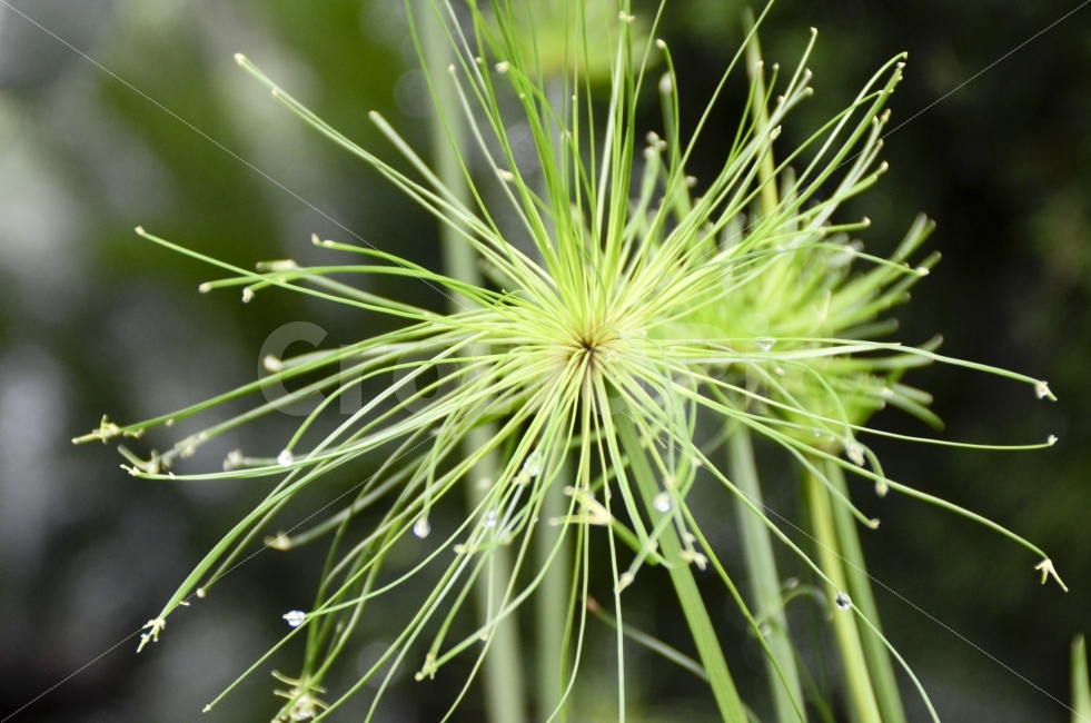 화려,꽃,봄꽃,사랑,소녀,식물,자연,plants,nature,꽃,flower