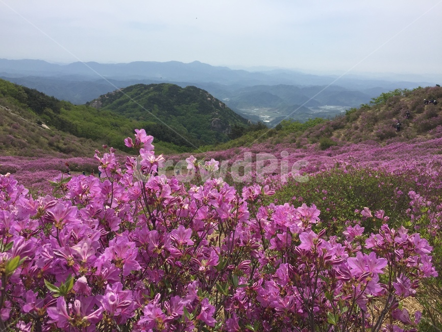 꽃,풍경,배경,산,철쭉,등산,자연,풍경,nature,landscape,식물,plants,꽃,flower,geranium,제라늄,plant,blossom,outdoors,옥외