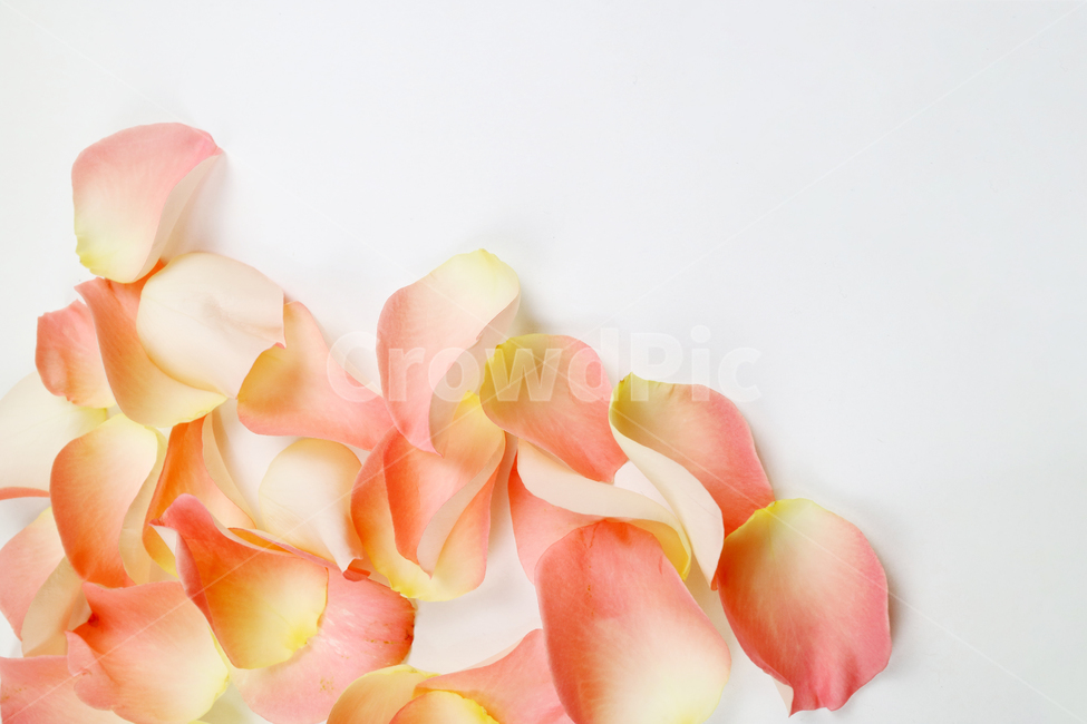 꽃잎,백그라운드,식물,자연,계절,봄,꽃,배경,배경이미지,내추럴,flower,nature,flora,background