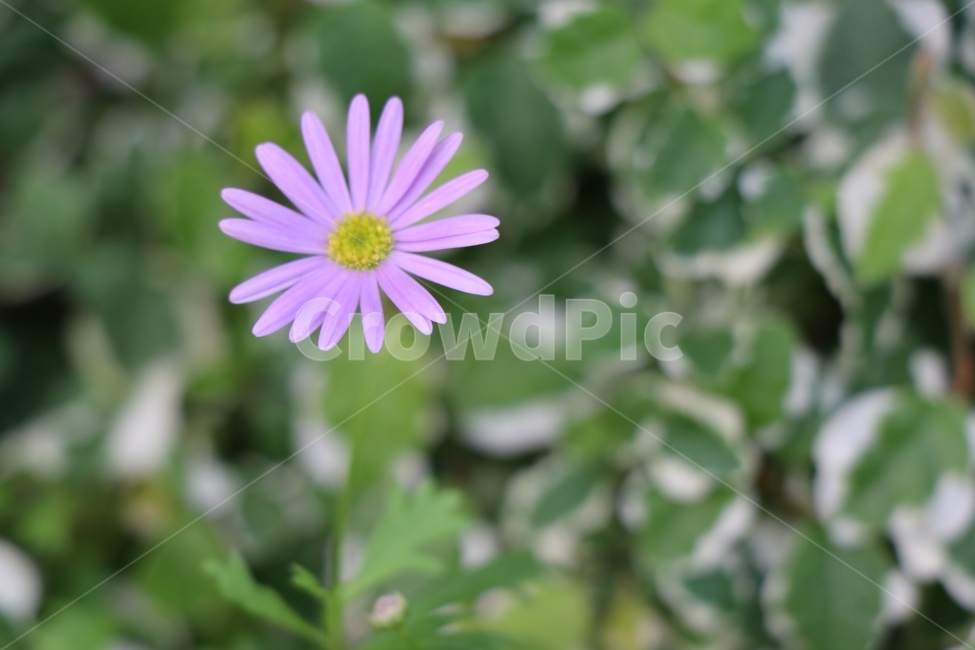꽃,식물,화원,분홍,그린,식물,자연,plants,nature,꽃,flower