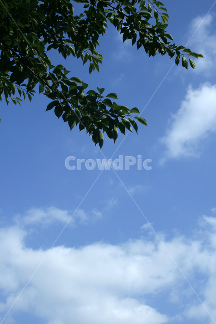 하늘,구름,나무,나뭇잎,바람,파란,컬러,sky,자연,풍경,nature,landscape