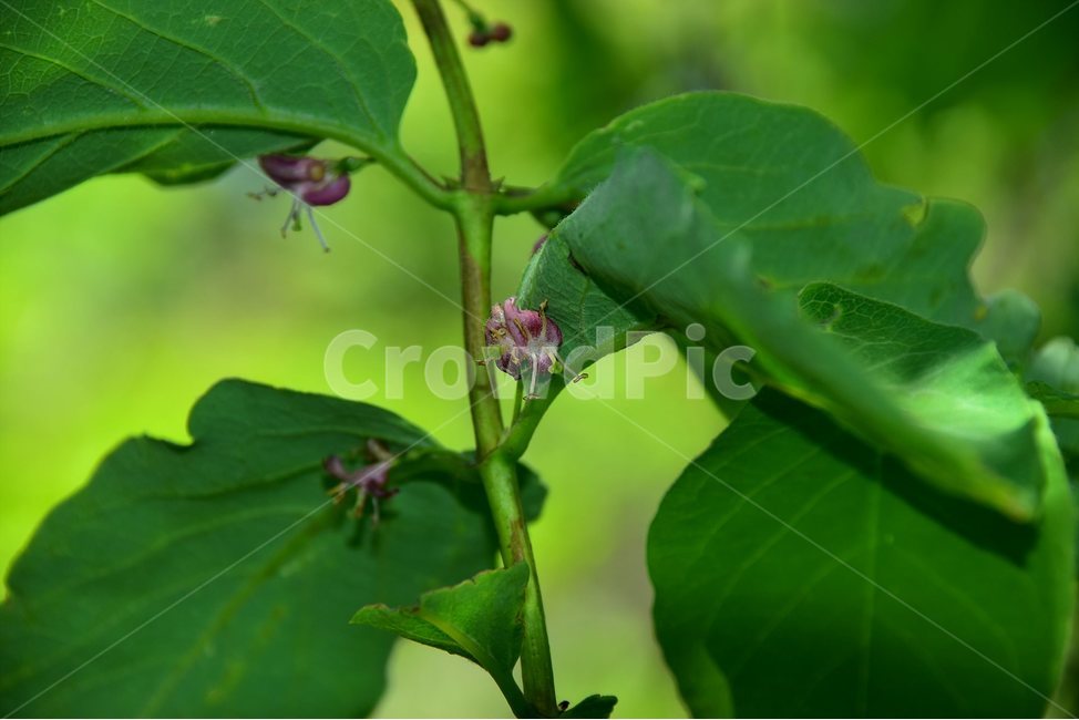 홍괴불나무,야생화,꽃,식물,자연,생태,플라워,flower,plants,nature,식물,자연,plants,nature,꽃,flower