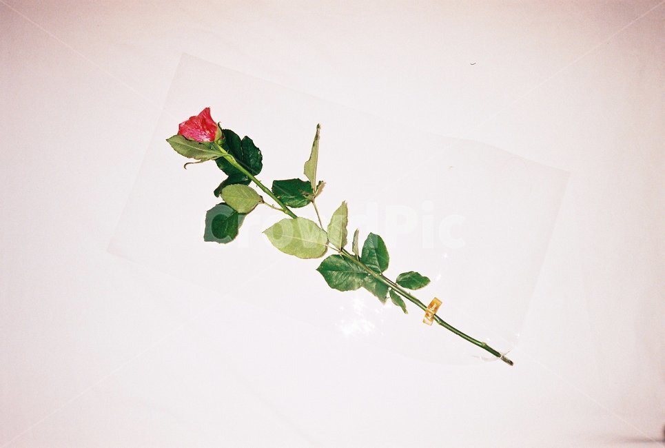 장미,rose,식물,감성,필름사진,필름,flim,red,꽃,한송이,식물,자연,plants,nature,꽃,flower