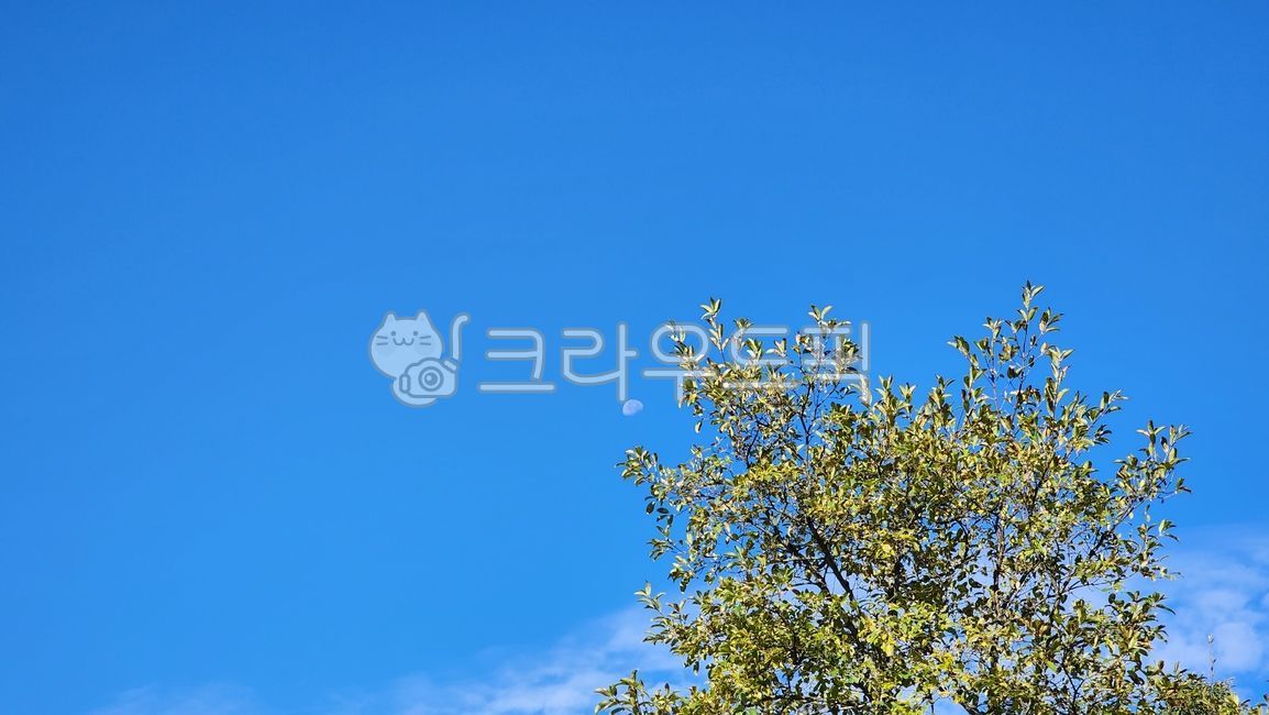 summer,여름,sky,하늘,nature,자연,outdoors,옥외,tree,나무,달