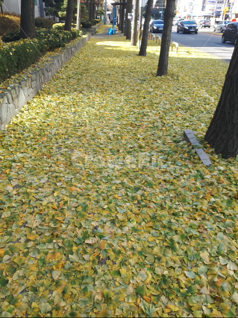 은행잎,은행잎길,가을길,단풍길,나뭇잎길,노란길,가을,계절,fall,autumn,season,plant,식물,tree,나무,vehicle,차량,automobile,자동차,car,차,transportation,교통,tree trunk,나무 줄기