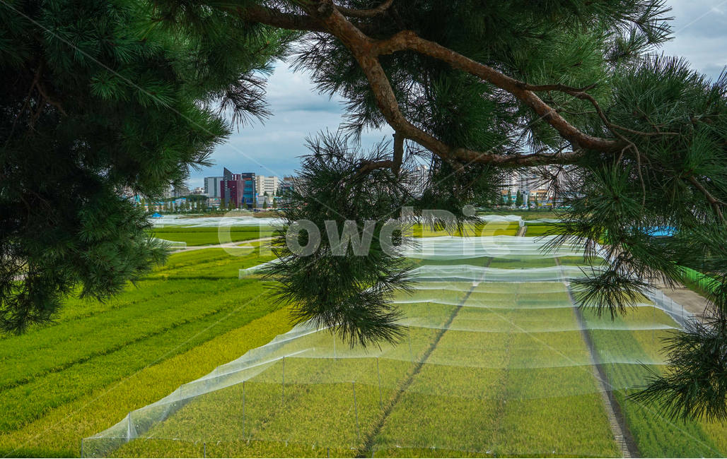 소나무,솔잎,논,들,벼,농사,그물망,풍경,자연,풍경,nature,landscape,식물,plants,나무,trees,wood,grass,잔디,plant,field,outdoors,옥외