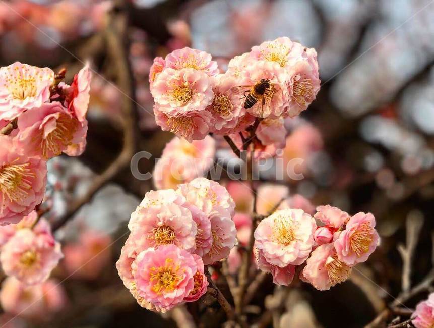 flower,꽃,매화,홍매화,봄,전남대학교,벌,향기
