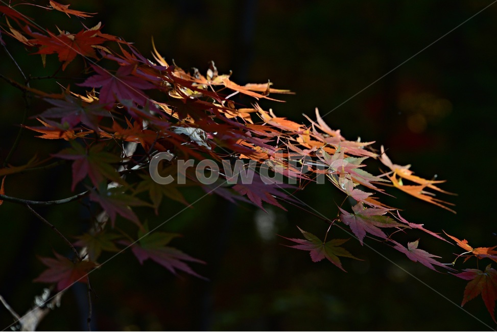 가을단풍,단풍,풍경,감성,단풍나무,꽃단풍,가을,계절,fall,autumn,season,plant,식물,leaf,잎,tree,나무,maple