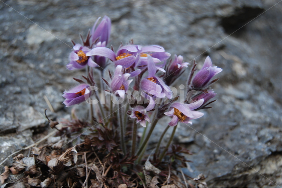 동강,봄,자연,들꽃,휴양지,봄,계절,spring,season,식물,자연,plants,nature,꽃,flower,plant,blossom