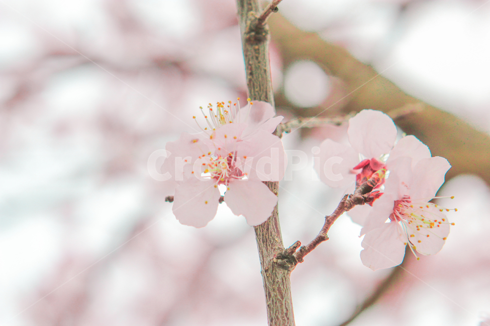 봄,벚꽃,매화,꽃,분홍,핑크,색깔,색감,색상,spring,cherryblossom,blossom,flower,pink,color,봄,계절,spring,season