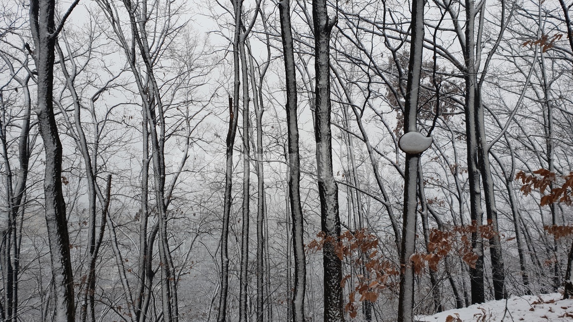 눈,눈오는날,눈내린산,눈길,눈꽃,설경,겨울,계절,winter,season,자연,풍경,nature,landscape,tree,나무,plant,식물