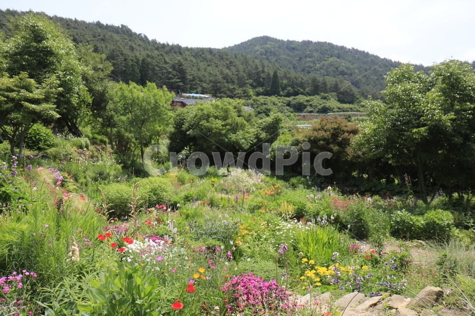 자연,풍경,경치,정원,공원,꽃,나무,하늘,풀,봄경치,여름경치,자연,풍경,nature,landscape,grassland,목초지,field,들,outdoors,옥외,rural,농촌,farm,농장,meadow