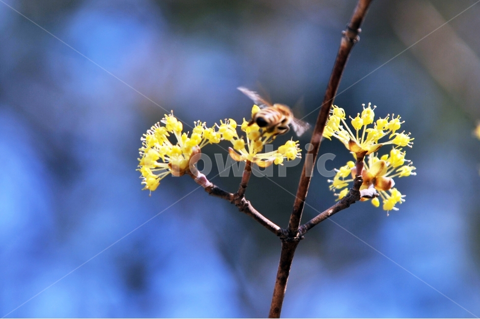 봄,봄꽃,산수유꽃,노란꽃,식물,나무,꿀벌,풍경,자연,봄,계절,spring,season,식물,자연,plants,nature,꽃,flower,bee,벌,invertebrate,무척추 동물,insect,곤충,animal,동물,hornet,호넷,andrena,안드레 나,wasp,말벌,plant,honey bee