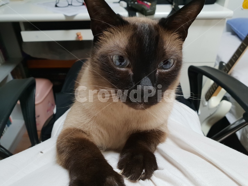 냥이,놀아줘,똘망,고양이,귀여움,동물,animal,포유류,mammal,고양이,cat,kitten,kitty