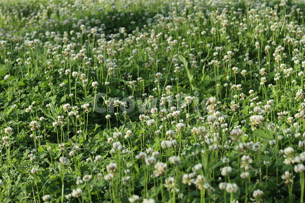 토끼풀,초록,흰색,풍경,봄,햇빛,식물,자연,plants,nature,꽃,flower