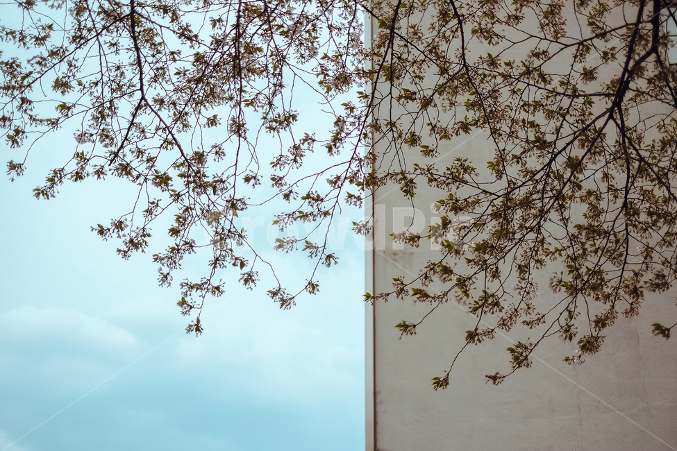 봄,자연풍경,식물,감성사진,꽃,봄,계절,spring,season,식물,자연,plants,nature,꽃,flower,plant,tree,나무