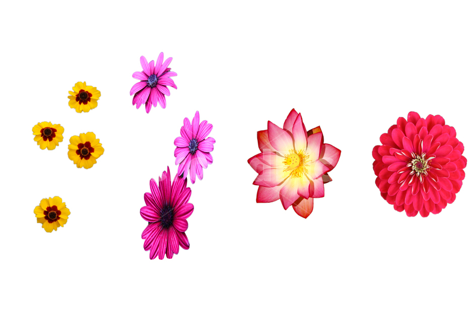 꽃,꽃사진,데이지,연꽃,들꽃,꽃자료,꽃누끼,꽃,flower,누끼,remove background