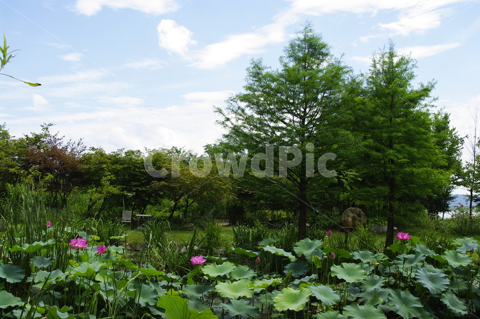 연꽃,수생식물,연못,꽃,flower,식물,plant,자연,nature,하늘,구름