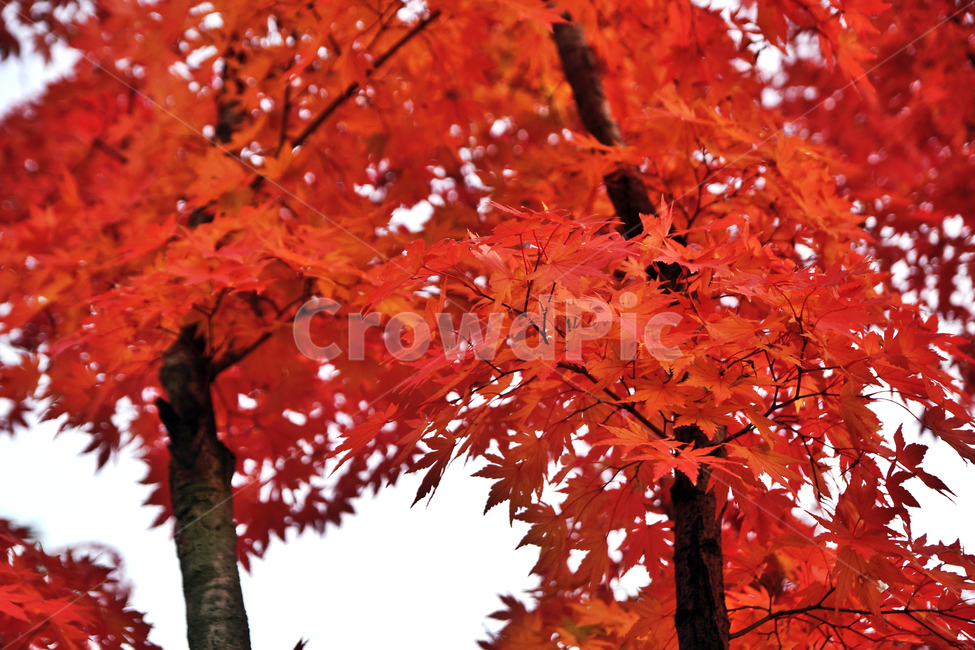 단풍,가을,계절,붉은색,낙엽,자연,단풍나무,가을,계절,fall,autumn,season,leaf,잎,plant,식물,tree,나무,maple