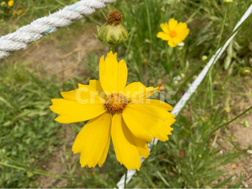 꽃,자연,여름,산,야생화,flowers,summer,nature,mountain,wildflower,식물,식물,자연,plants,nature,꽃,flower