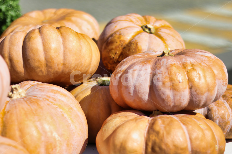호박,pumpkin,늙은호박,할로윈,음식,food,음식,식재료,요리,food,cook,meal,dishes,food reserves,채소,야채,vegetables