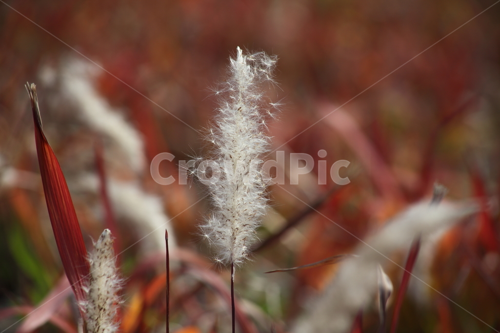 가을,종자,번식,식물,seed,가을,계절,fall,autumn,season,식물,자연,plants,nature,꽃,flower,grass,잔디,plant,lawn