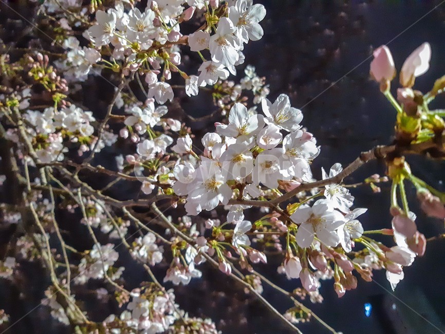 봄,꽃,벚꽃,분홍색,blossom,나무,꽃잎,봄,계절,spring,season,식물,자연,plants,nature,꽃,flower,plant,cherry blossom