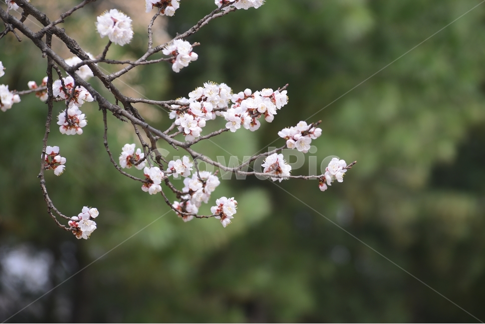 자연,nature,봄,꽃,봄꽃,매화,흰색,접사,근접촬영,봄,계절,spring,season,식물,자연,plants,nature,꽃,flower,plant