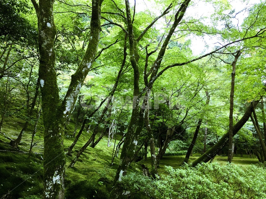 교토,일본,green,자연,녹색,나무,natural,japan,kyoto,wood,tree