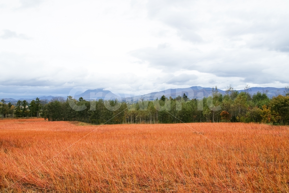 가을,억새,산,나무,구름,흐린하늘,대비,가을,계절,fall,autumn,season,자연,풍경,nature,landscape,outdoors,옥외