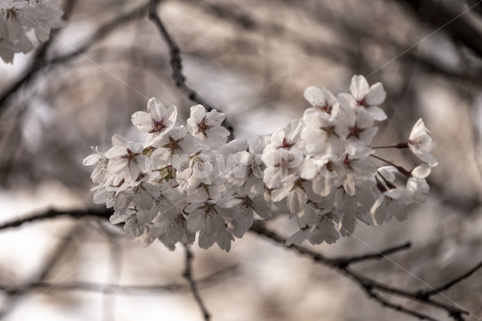 벚꽃,벚꽃나무,벚나무,흰벚꽃,cherryblossoms,봄,계절,spring,season,식물,자연,plants,nature,꽃,flower,plant,blossom