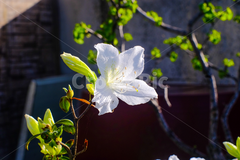 꽃,하얀색,flower,초록,접사,하얀꽃,마당에핀꽃,여름,여름꽃,마당꽃,식물,자연,plants,nature,꽃,flower