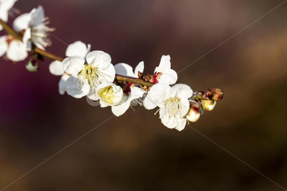 매화,봄,나들이,배경,계절,꽃,자연,식물,한국,봄,계절,spring,season,식물,자연,plants,nature,꽃,flower,plant,blossom
