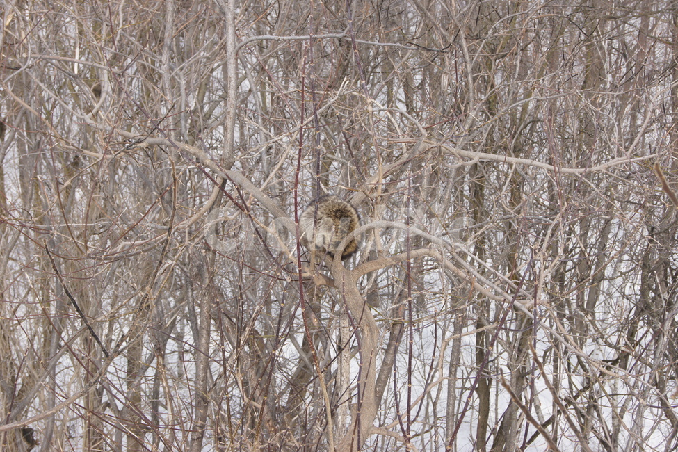 tree,squarel,청설모,나무,겨울,숲,공원,동물,park,snow,forest,winter