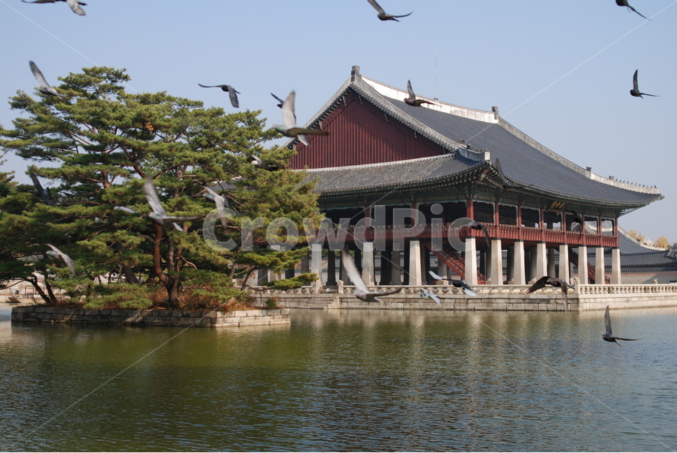경복궁,경회루,비둘기,풍경,감성,랜드마크,landmark,tourist attraction,한국랜드마크,한국관광지,한국명소,korea landmark,korea tourist attraction
